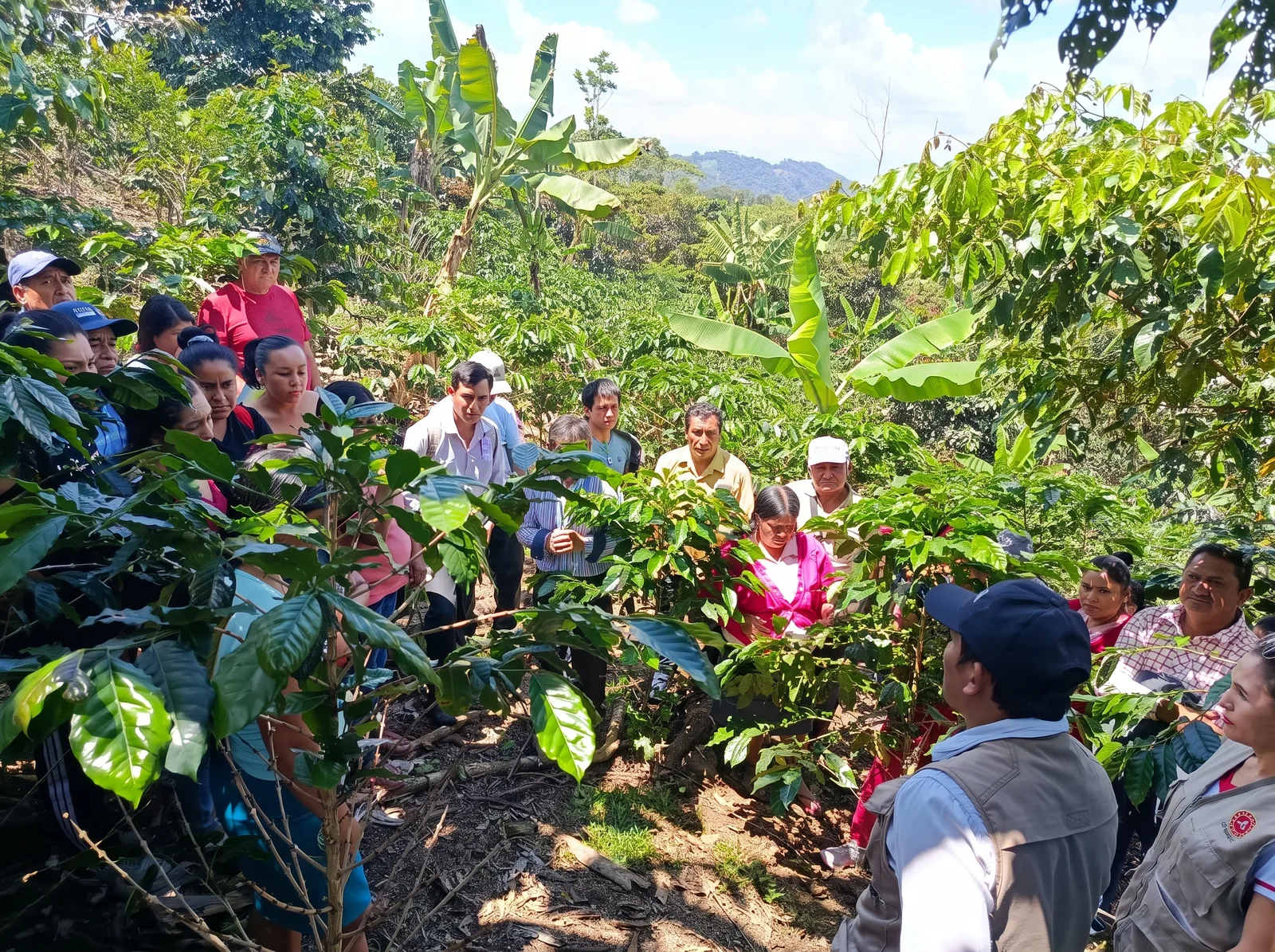 Asistencia técnica en una parcela de café