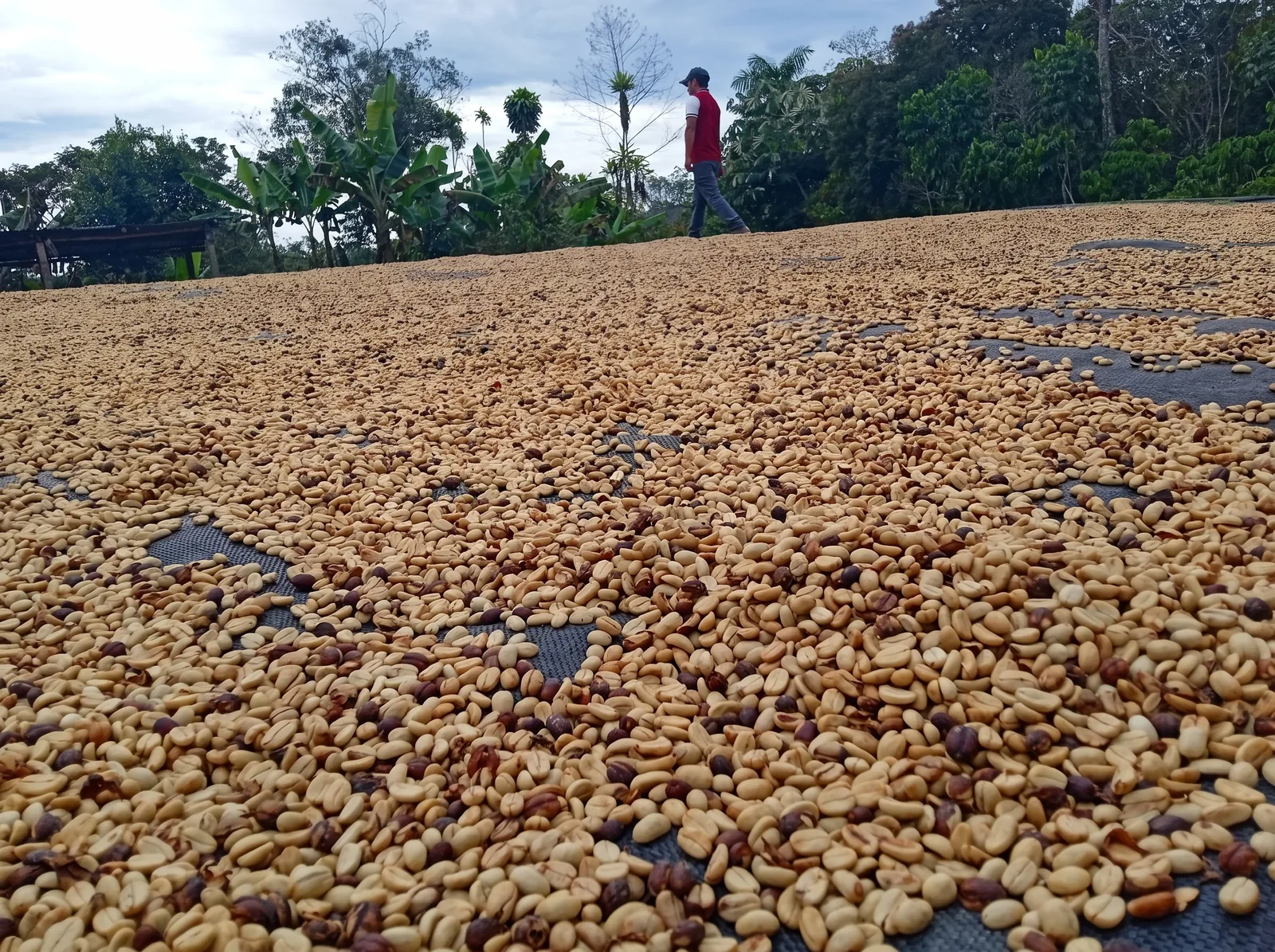 Granos de café durante el secado