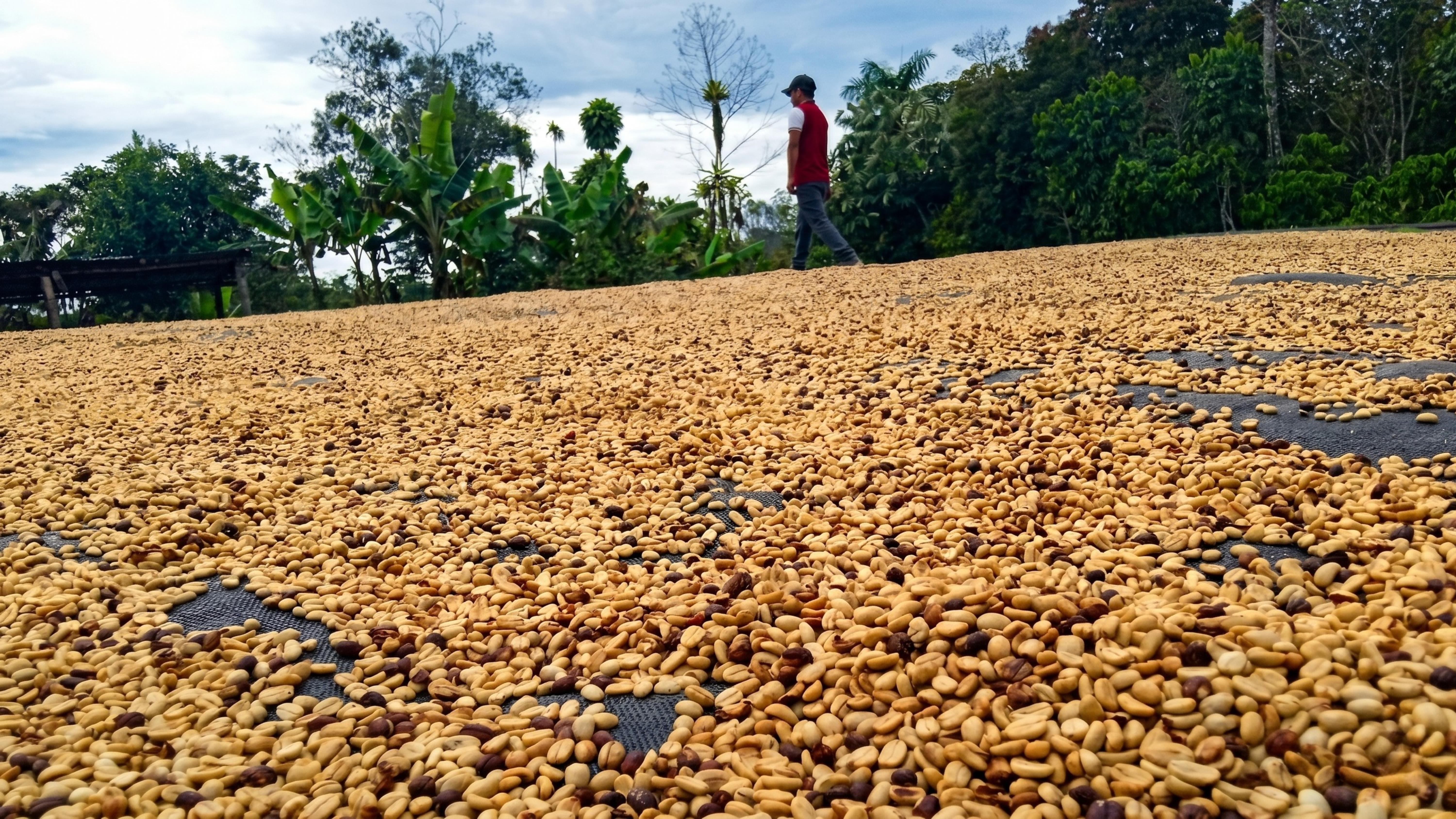 Cafetales de altura en Moyobamba, origen de Gronert